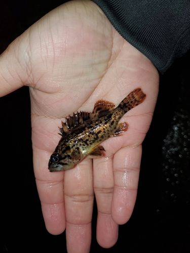 メバルの釣果