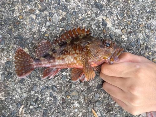 カサゴの釣果