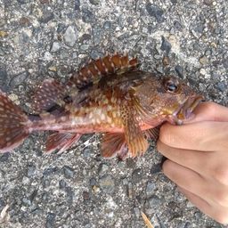 カサゴ