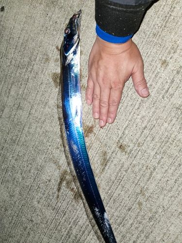 タチウオの釣果