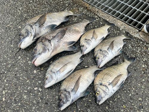 チヌの釣果