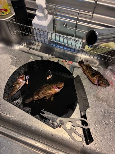 ガシラの釣果