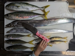 タチウオの釣果