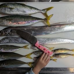 タチウオ