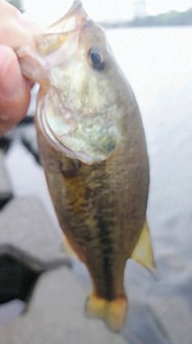 ラージマウスバスの釣果