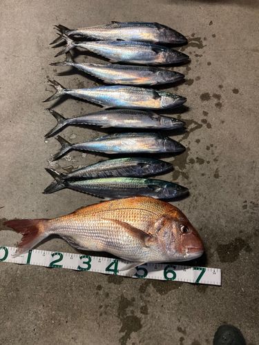 サゴシの釣果