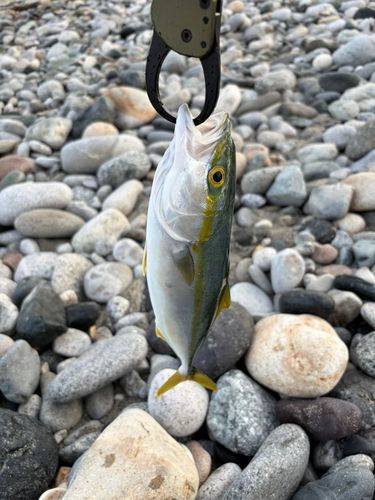 ツバイソの釣果
