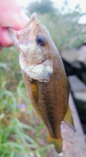 ラージマウスバスの釣果