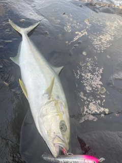 ヒラマサの釣果