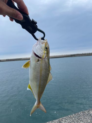 アカビラの釣果