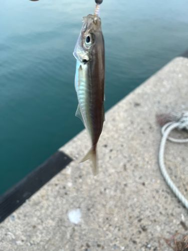 鰺ヶ沢漁港