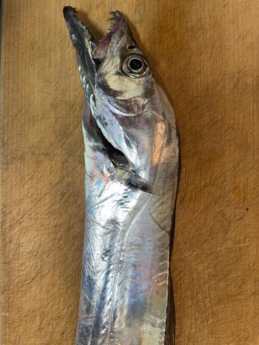タチウオの釣果