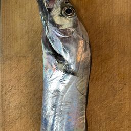 タチウオ