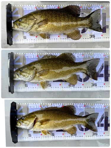 スモールマウスバスの釣果