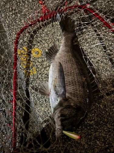 クロダイの釣果