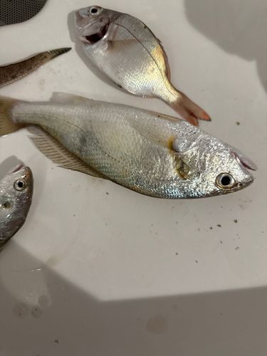 沙美海岸