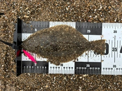 ソゲの釣果