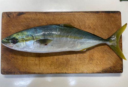 イナダの釣果