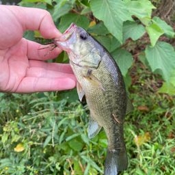 ラージマウスバス