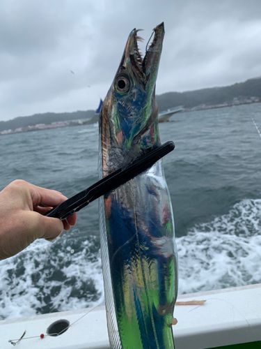 タチウオの釣果