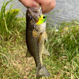 ラージマウスバス