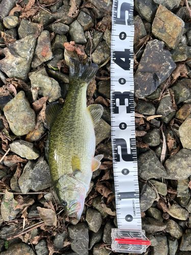 ブラックバスの釣果