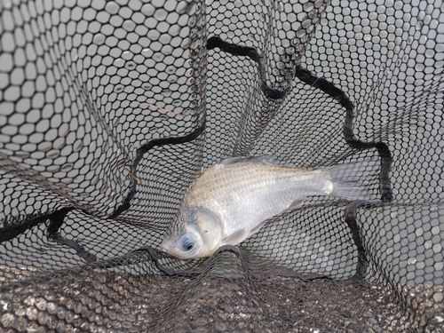 フナの釣果
