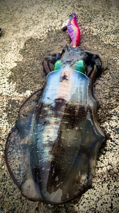 アオリイカの釣果