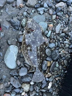 ヒラメの釣果