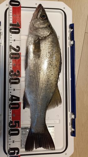 ヒラスズキの釣果