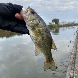 ラージマウスバス