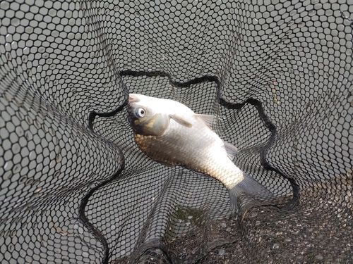 フナの釣果