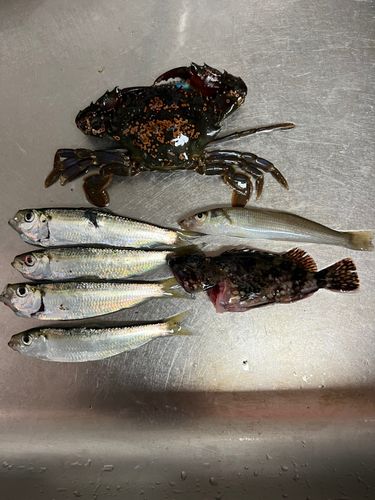 キスの釣果