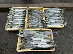 サゴシの釣果