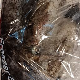 アオリイカ