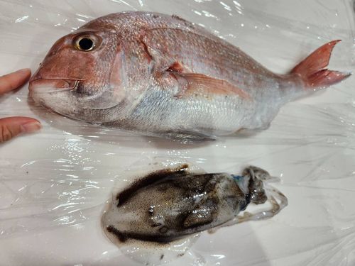 博多湾