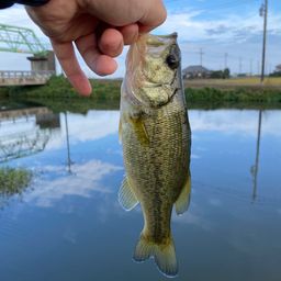 ラージマウスバス