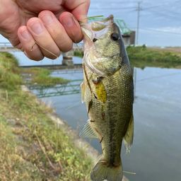 ラージマウスバス