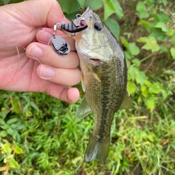 ラージマウスバス