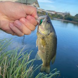 ラージマウスバス