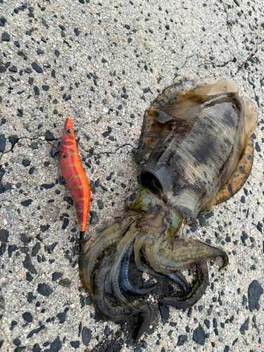 アオリイカの釣果