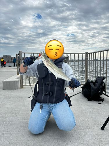 大阪湾