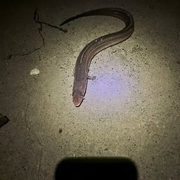 アナゴ