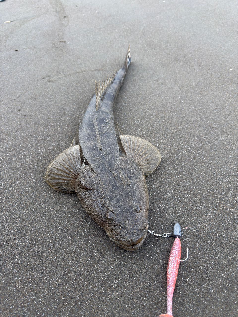 GCRAFT セブンセンスTR モンスターサーフリミテッド MSLS-1072-TRの最