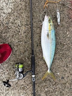 ハマチの釣果