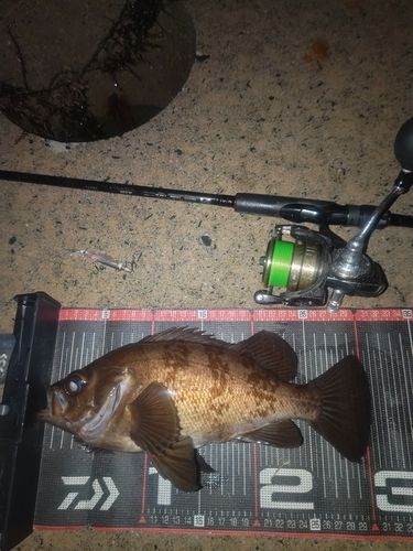 メバルの釣果