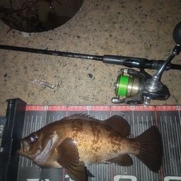 メバル