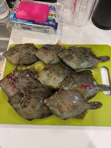 阿賀マリノポリス