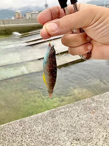 ホシササノハベラの釣果