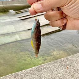 ホシササノハベラ